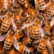 Illustration for article titled Bee swarms behave just like neurons in the human brain